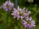 Securigera varia  