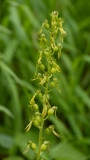 Listera ovata