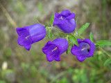 Campanula persicifolia  