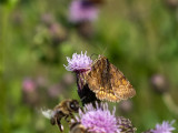 Euclidia glyphica   