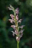 Anacamptis coriophora subsp. fragrans