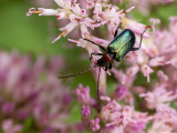 Gaurotes virginea