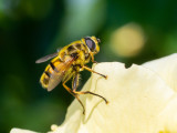 Myathropa florea   