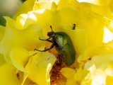 Protaetia aerigunosa