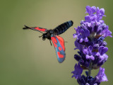 Zygaena filipendulae  