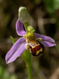 Ophrys apifera  