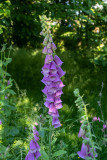 Digitalis purpurea