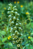 Pseudorchis albida