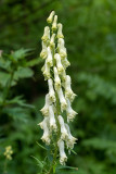 Aconitum lycoctonum