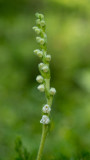 Goodyera repens