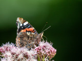 Vanessa atalanta
