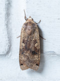 Noctua pronuba   