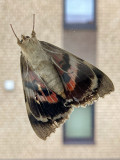 Catocala nupta   