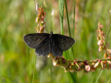 Odezia atrata