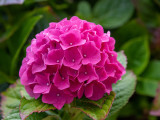 Hydrangea   