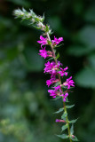 Lythrum salicaria