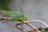 Tettigonia viridissima  