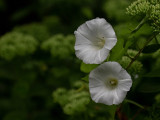 Convolvulus sepium