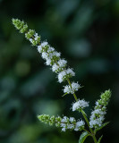Mentha suaveolens   