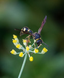 Ants, wasps and bees