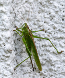 Tettigonia viridissima  