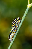 Caterpillars