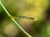Eupithecia centaureata  