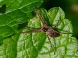 Pisaura mirabilis  