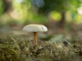 Collybia dryophila
