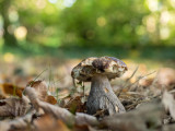 Leccinum scabrum