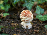 Amanita muscaria