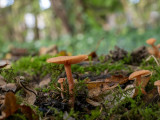 Laccaria laccata