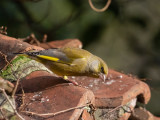 Greenfinch 