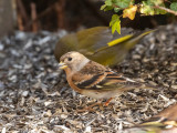 Brambling (female)