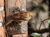 House Sparrow (female)