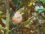 Brambling