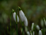 Galanthus nivalis