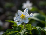 Anemone nemorosa