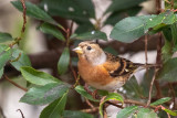 Brambling