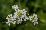 Alliaria petiolata