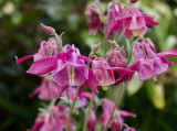 Aquilegia