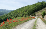 Poppies