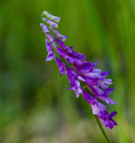 Vicia villosa 