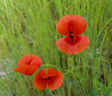 Papaver rhoeas 