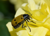 Lachnaia sexpunctata
