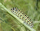 Papilio machaon 