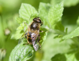 Eristalis tenax