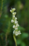 Goodyera repens  