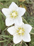 Parnassia palustris