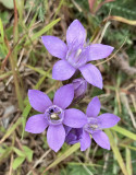 Gentianella germanica